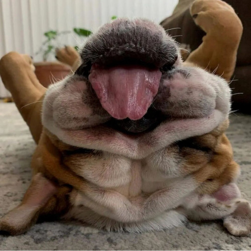 A face of a big  wrinkled bulldog on his back with its tongue out.