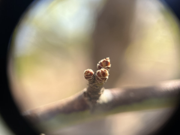 View through a 10x loupe of a cluster of 3 dormant almond buds. At least two are probably floral buds. They are plump and the brown bud scale edges are fuzzy with little "hairs".