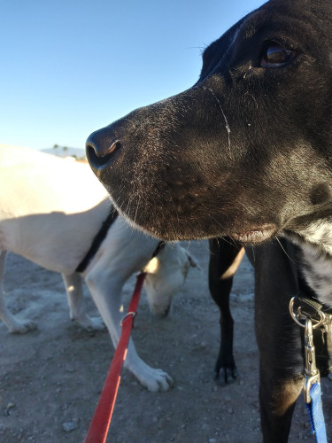 Close up, profile view, of a dog looking bravely into the future.  Blue sky and another dog in the background - he's sniffing the desert ground.