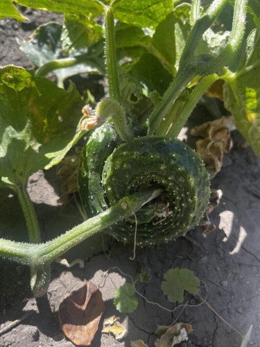 It looks like cucumber does not want to be parted from its plant