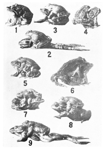 9 numbered B&W images of Siberian toads in various copulatory positions. 