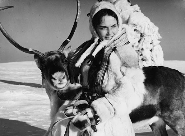 A beaming Mirjami Kuosmanen in full Sámi outfit with her reindeer in the #snow.
