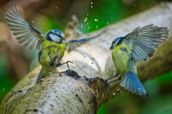 Two blue tits having a disagreement over who has the current rights to a watering hole in a tree hollow, their wings are out frozen in time with a high shutter speed with water droplets in mid air between them. 