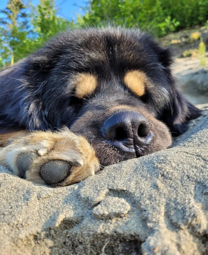 Close up of a  head of a fluffy black dog with light yellow patches above the eyes  asleep in the sand. 