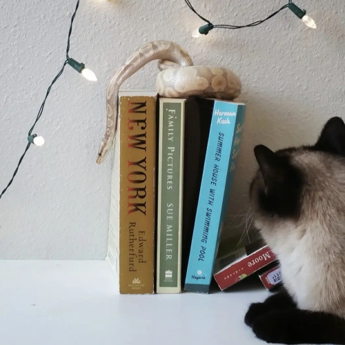 White Christmas lights, Lars (snake) is on top of some books, while some other books are falling down. Brontë (cat) looks on and is annoyed.