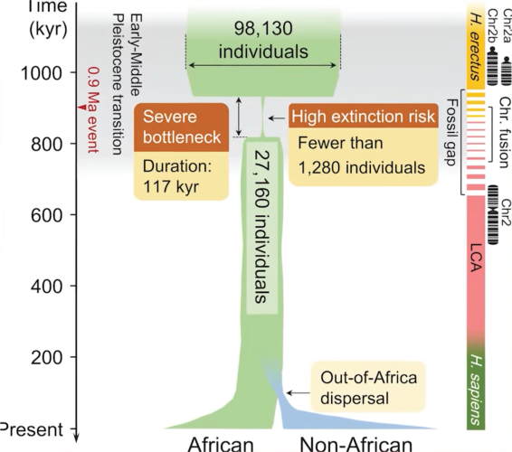 A chart where human population size is the width of the regions showing the bottleneck in the timeline. 