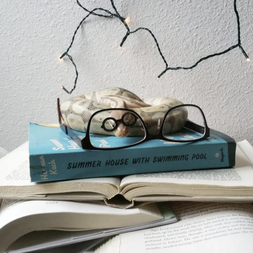Lars (snake) wearing a pair of sticker glasses, while looking through another pair of upside down glasses. He is lying on top of books and Christmas lights hang in the background.