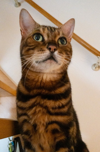 Our bengal cat Tigger sitting half way up the open wooden staircase, with a white wall and wooden bannister behind him. He’s brown and gold striped on his chest, with a white chin and throat, and is looking up and right with his eyes half dilated in the relative darkness. He’s looking for mischief …