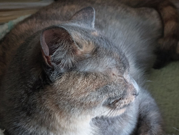 A profile of a grey, orange and white dilute tortoiseshell cat.  She is facing to the right.  Her eyes are closed and she appears to have a smile on her face.