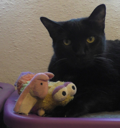 Photo of a black cat with a pig finger puppet and a stuffed caterpillar.