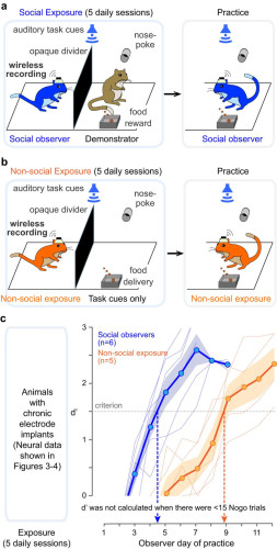 Figure 2 from the paper. a Schematic of the social learning paradigm. Left panel: A naïve social observer (blue) instrumented with an electrode array implanted in AC initially experiences five consecutive social exposure sessions with a trained demonstrator gerbil (brown) that is performing an AM discrimination task. Right panel: The social observer subsequently practices the AM discrimination task. b Schematic of the non-social exposure paradigm. Left panel: A naïve non-social exposure animal (orange) instrumented with an electrode array implanted in AC initially experiences five consecutive non-social exposure sessions to experimenter-triggered auditory task cues. Right panel: The non-social exposure animals subsequently practice the AM discrimination task. c Left panel: AC recordings were obtained during each exposure day from both social observers and non-social exposure animals. Right panel: Task acquisition during practice sessions was assessed, and behavioral d′ of social observers and non-social exposure animals is plotted as a function of the day of practice. No d′ was computed when observers initiated <15 Nogo trials in the practice sessions. Thin lines denote individual animals; thick lines and transparent areas denote mean ± SE. Social observers reached criterion d′ in significantly fewer days than non-social exposure animals (Steel–Dwass nonparametric comparison, two-sided, p = 0.037).
