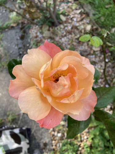 Outside daytime. Close up of rose in full bloom. The outer petals have a pinkish tinge while the inners are more yellow, giving an impression of peach when it isn't really.