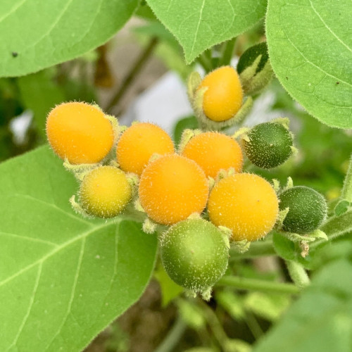 A cluster of fuzzy light orange berries with a few unripened green ones. They are surrounded by large fuzzy green leaves. 