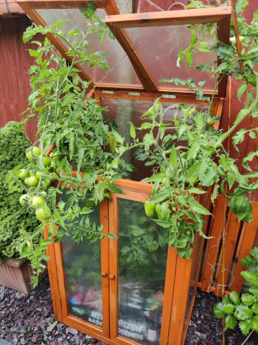 A metre-high mini greenhouse with tomato plants bursting out of it.