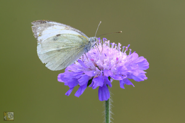 A white butterfly with black wing tips on a purple flower