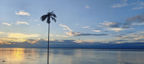 A view of the Brahmaputra river in Assam, India. You see a palm tree in the foreground and the river in the middle with a yellow sunset and white clouds in the background. 