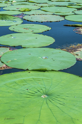 A beautiful close up image of green lily pads floating in the calm lake waters with drops of dewy water reflecting the summer sun.