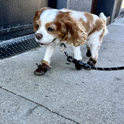 A spaniel wearing shoes and smiling