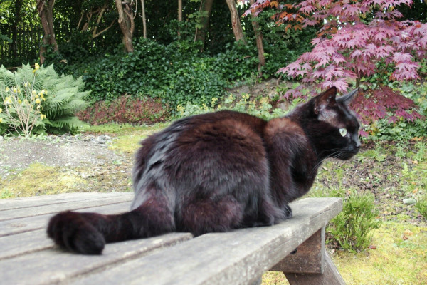 A beautiful black, green-eyed cat on a picnic table top, garden behind including a japanese maple, ferns, other trees and ground ivy