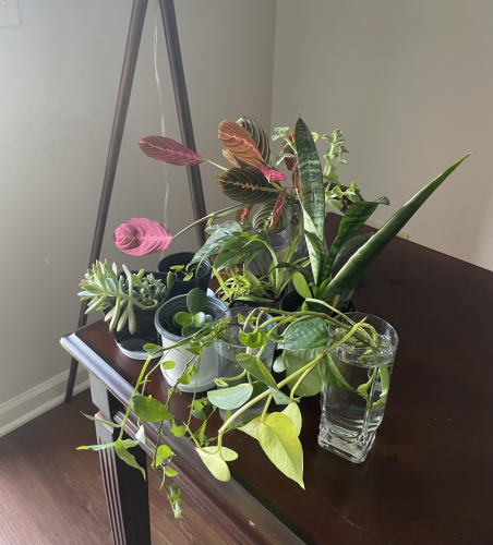 a collection of bright, green leafy plants sitting on the corner of a wood table, sitting in a combination of plastic pots and glasses depending on whether rooted or cuttings. some are stout succulents and others are hanging vines. indirect sunlight is coming in from the left side. 