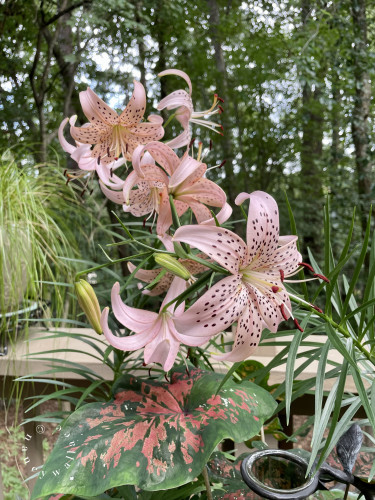 A bunch of pale pink lilies with dark red spots on the petals blooming in a container garden with Caladiums. The Caladium leaf is pictured in the lower part of the photo. The woods can be seen in the background.
