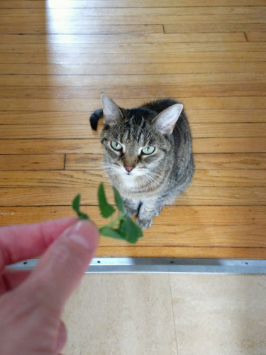 In the foreground, out of focus, my hand holding a sprig of catmint. In the background, in focus, Wasabi sitting in the hallway staring up with a very unamused expression.