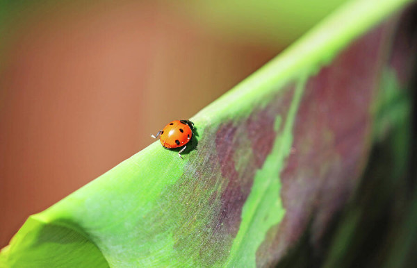 Close up of a lady bug on a banana leaf with orange/brown background