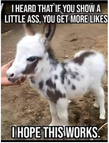Photo of a baby donkey with the caption "I heard that if you show a little ass, you get more likes. I hope this works."