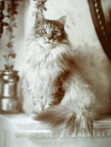 Black and white photo of a very fluffy tabby, sitting on a white mantle with its puffy tail wrapped around its feet. It looks obligingly at the camera as if it knows it's having its portrait taken.