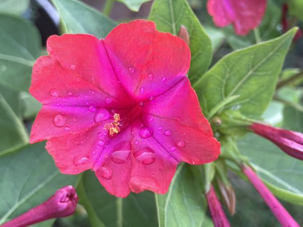 Outside daytime. Reddish coloured 4 o'clock flower dotted with rain drops backed by green foliage. A close look at the flower, made of of 5 pie segments that are joined, much like a petunia, the outer edges of the petals are coral & the inner edges are pink, giving it the satiny reddish tone.
