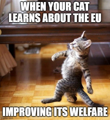 A meme featuring a young kitten walking joyfully on its hind legs in a living room. The caption reads: 'When your cat hears about the EU improving its welfare. 