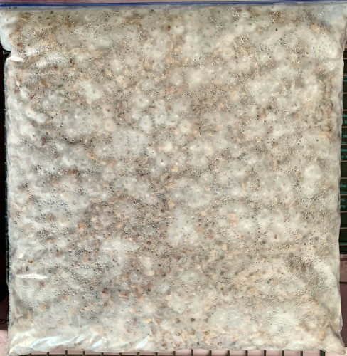 A plastic bag lying flat and show a speckled white mass: the mycelium growth on a mix of chickpeas and barley.