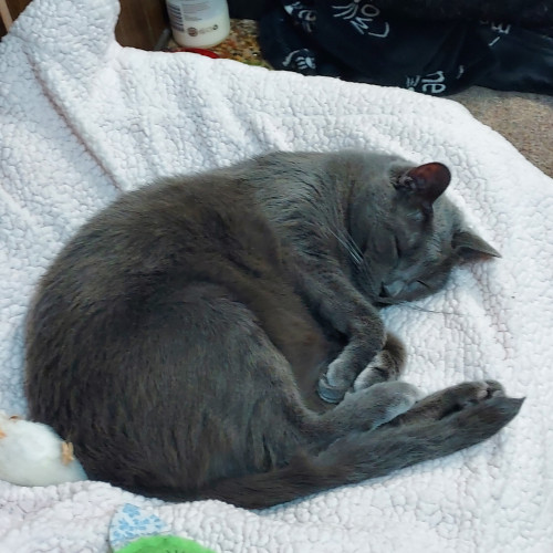 A gray cat sleeps on a white blanket. 