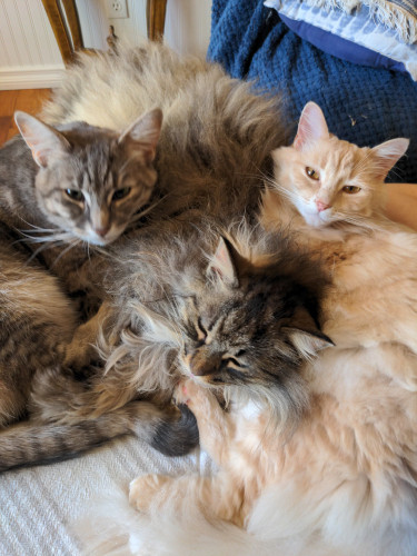 Pile of cats, three of them, on a table