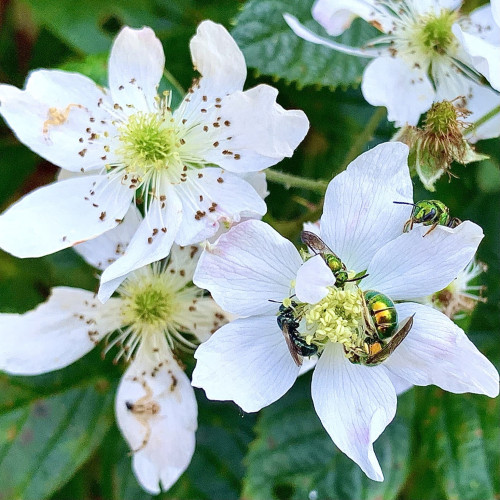 A cluster of blackberry flowers. The bottom right flower has gloriously green-gold-copper iridescent little bees surrounding the ovules forming a circle head to butt in the center. Another green iridescent bee is peering over a right flower petal curiously. 

Blackberry flowers are 6 white ovary petals with a green-yellow fuzzy center with an explosion of white filaments with tiny brown anthers. The flower’s anthers with the bees are still whitish yellow and clustered in the center of the flower. 

Behind the flowers are green blackberry leaves. 