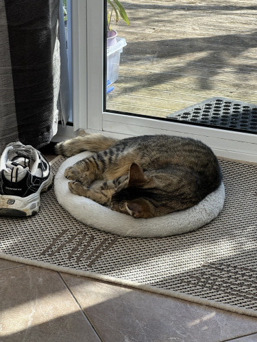 A tabby cat sleeping in a circle, in front of a door way