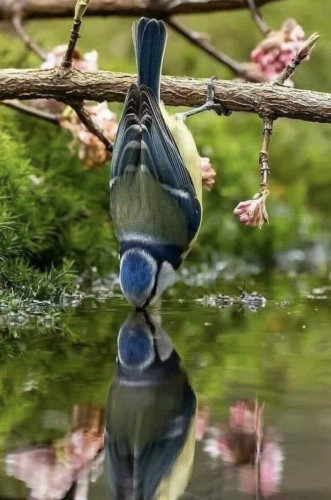 Bird drinking water