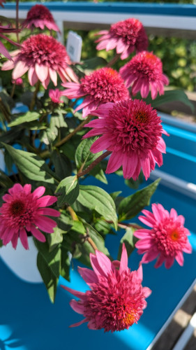 A close up of several blooms from a 'Double Scoop' coneflower.  It is bright pink, both the petals and the fluffy looking cone.