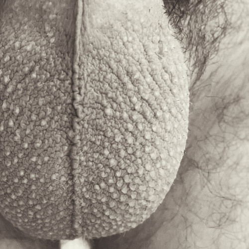Macro photo showing the details of my contracted scrotum and scrotal raphe 