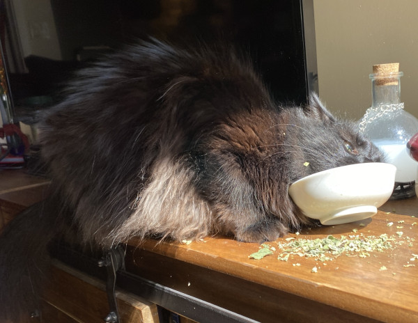 A long-haired black cat crouches on a wooden TV stand with his face in a small white ceramic bowl smaller than his head. The bowl is rocking wildly off its base as the cat is attempting to roll onto his side with his face still stuck in the bowl. Flakes of dried catnip are spilled messily all around.