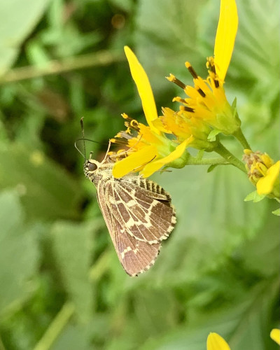 A cream and soft brown colored butterfly sitting on a yellow flower, sipping up nectar with its long proboscis. It is in profile hanging down facing right. Its large eyes are dark brown.￼

The cream color is from wavy stripes along its wings that give it appearance of looking like lace. It is a cute butterfly. 

The flower is a light orange, yellowish aster, but most of the flower petals have fallen off and mostly what you see is the yellow stigma with brown stripes. The flower is an a cluster of three on a stem. ￼

The background is faded green from lots of leaves and stems. ￼