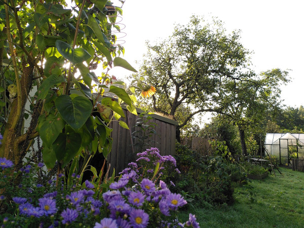 Bild in den Garten hinten rechts ein Gewächshaus, in der Mitte eine blühende Sonnenblume im Gegenlicht im Vordergrund violett blühende Herbstastern.