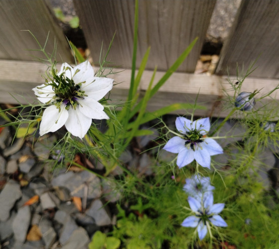 Four nigella flowers in front of a wooden fence, viewed from above, plus some small spherical buds. One flower of white and the others sky blue. The flowers have six pointy leaves around a large, dark green centre.