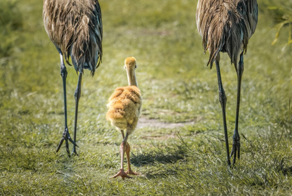 Sandhill crane parents with their new chick walking between them. They are walking away down the Florida path.