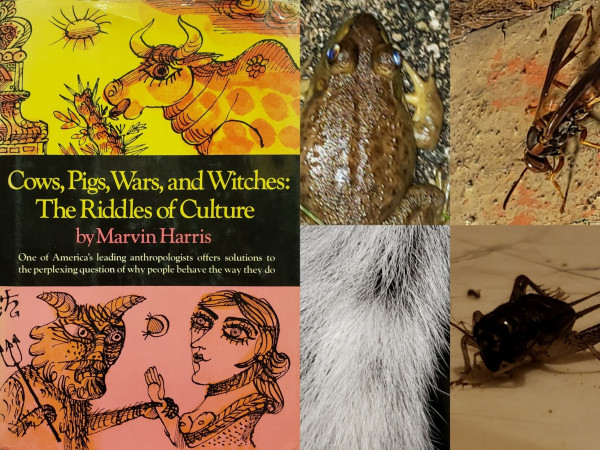 A composite photo. The left half is a used hardcover book in a slightly worn dust-jacket. The right half is four paneled, as follows clockwise from top left: a toad viewed from above, a brown wasp on a paint-flaked rafter, a cricket on a linoleum floor viewed from ground level, and a close-up of coarse white fur on a dog's tail.

The book is "Cows, Pigs, Wars, and Witches: The Riddles of Culture" by Marvin Harris.

One of America's leading anthropologists offers solutions to the perplexing question of why people behave the way they do.

The cover has two art illustrations. The upper drawing is a bull with a flower tattoo under a sunny sky nibbling on a plant near a fancy architectural column. The background is yellow. The lower sketch is a goat-like devil with a trident grasping a woman by the wrist beneath a crescent moon. The astrological symbol for Saturn is in the upper left, all against a pink background. Both illustrations are enhanced with an orange gauche wash.

The title and description are set in a wide black band across the center of the book, separating the two illustrations.