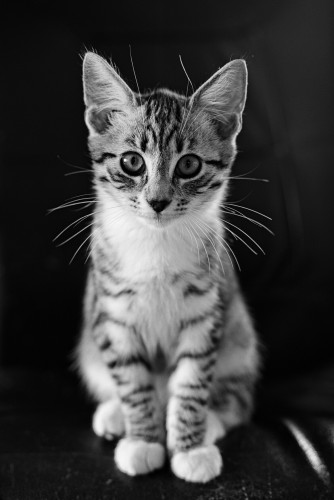 Den svartvit-gråa kattungen Sonja sitter i en svart fåtölj och tittar in i kameran. Svartvit bild.