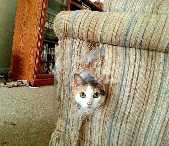 Cat peeping out of torn sofa