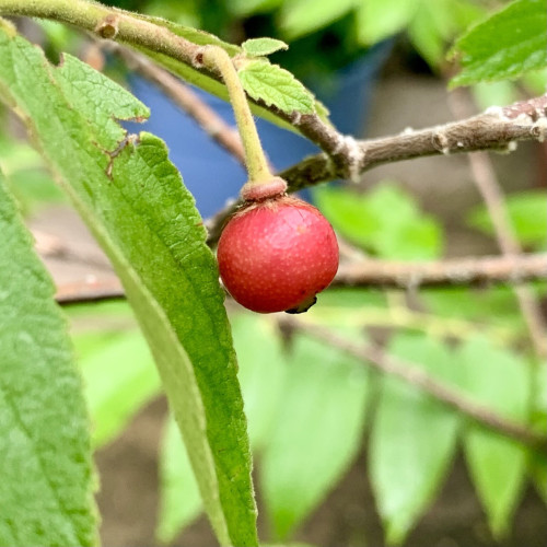 A small pinkish red ball hanging by a green stem on a branch surrounded by green lanceolate leaves. Lots of green leaves blurry in the backgrounded and a blue pot. 