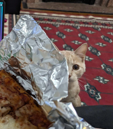 A blondish orange tabby's face partially obscured by the aluminum foil holding food in a human's lap.