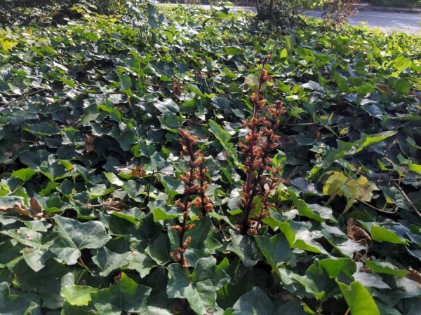Five brown and dry inflorescences of Ivy Broomrape is seen amidst Ivy covered ground